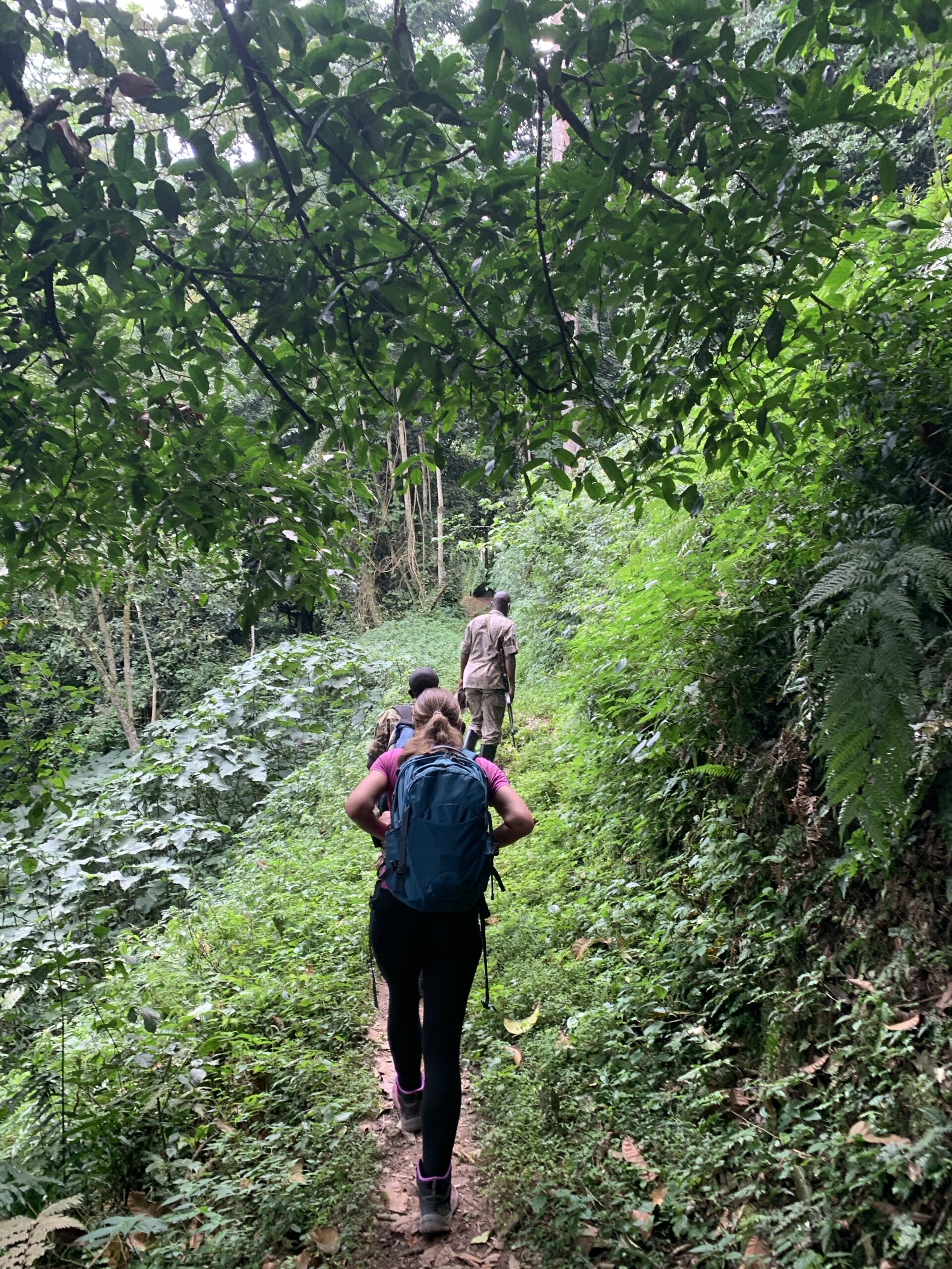 Bwindi Impenetrable Forest – die sanften Riesen