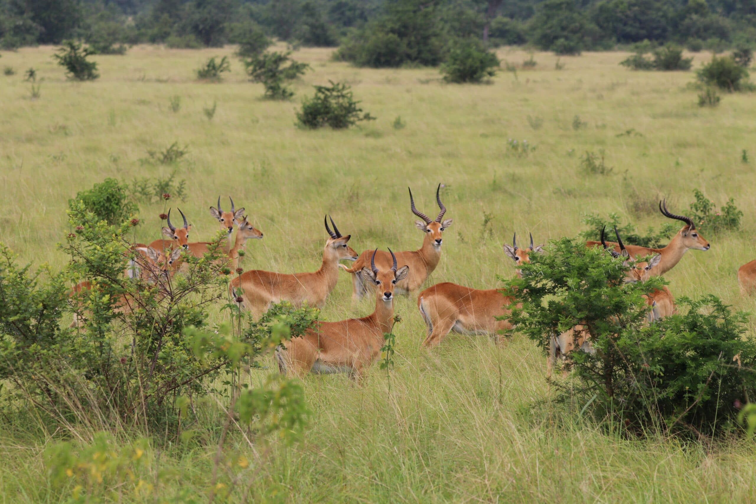 Queen Elizabeth Nationalpark – Die „Mzungus“ on tour