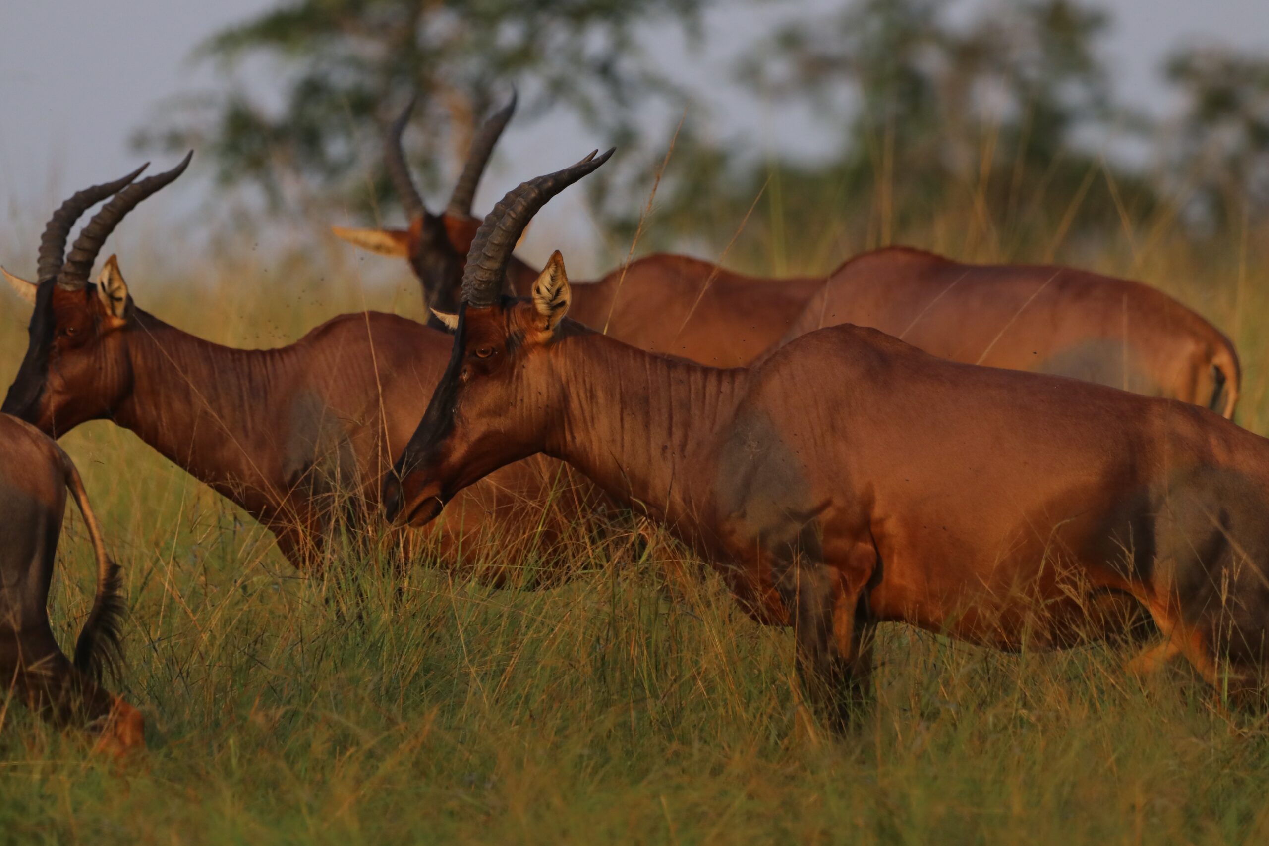 Queen Elizabeth Nationalpark II (Ishasha-Region) – Bitte während der Fahrt nicht mit dem Fahrer sprechen …