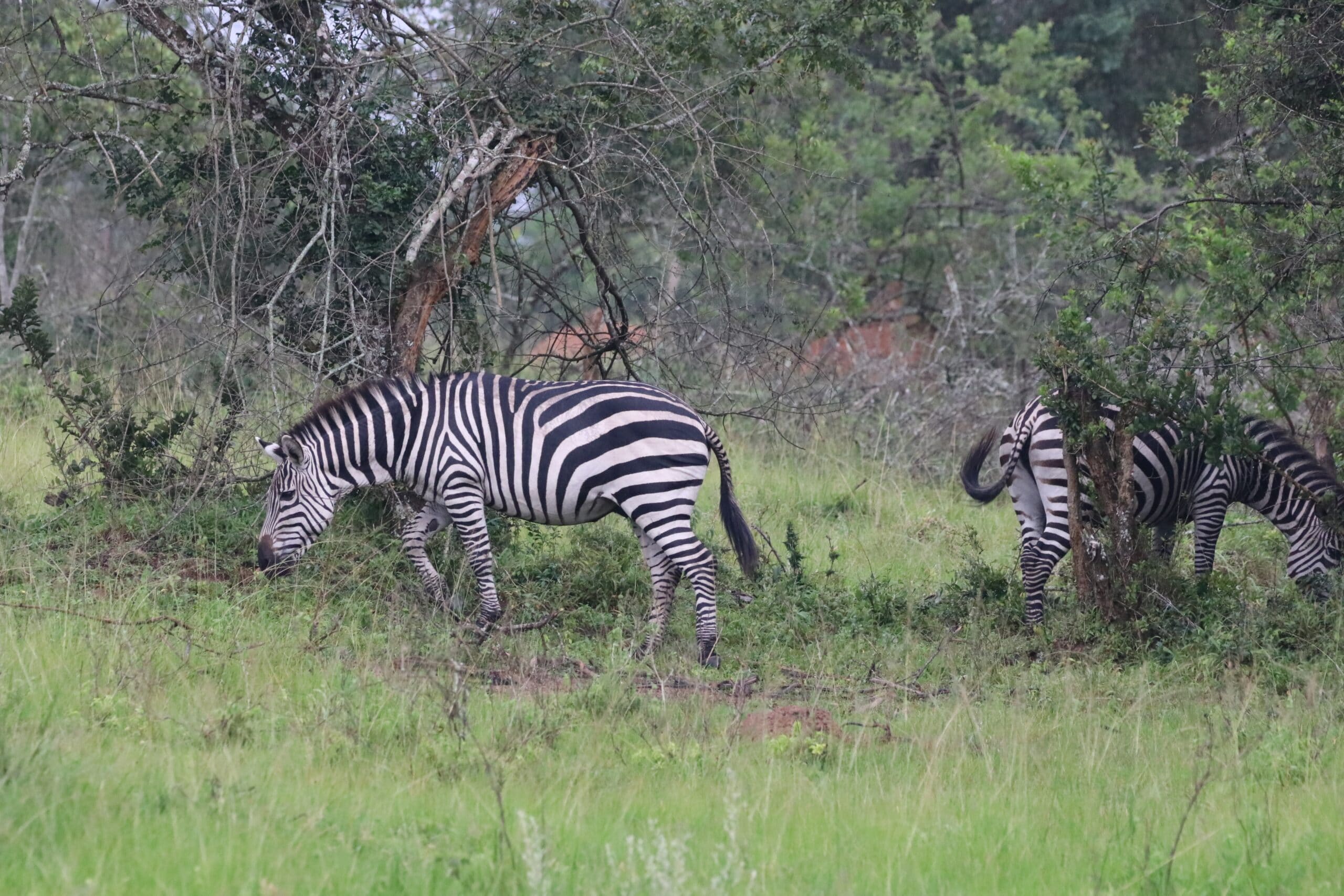 Lake Mburo Nationalpark – mach nicht so nen langen Hals