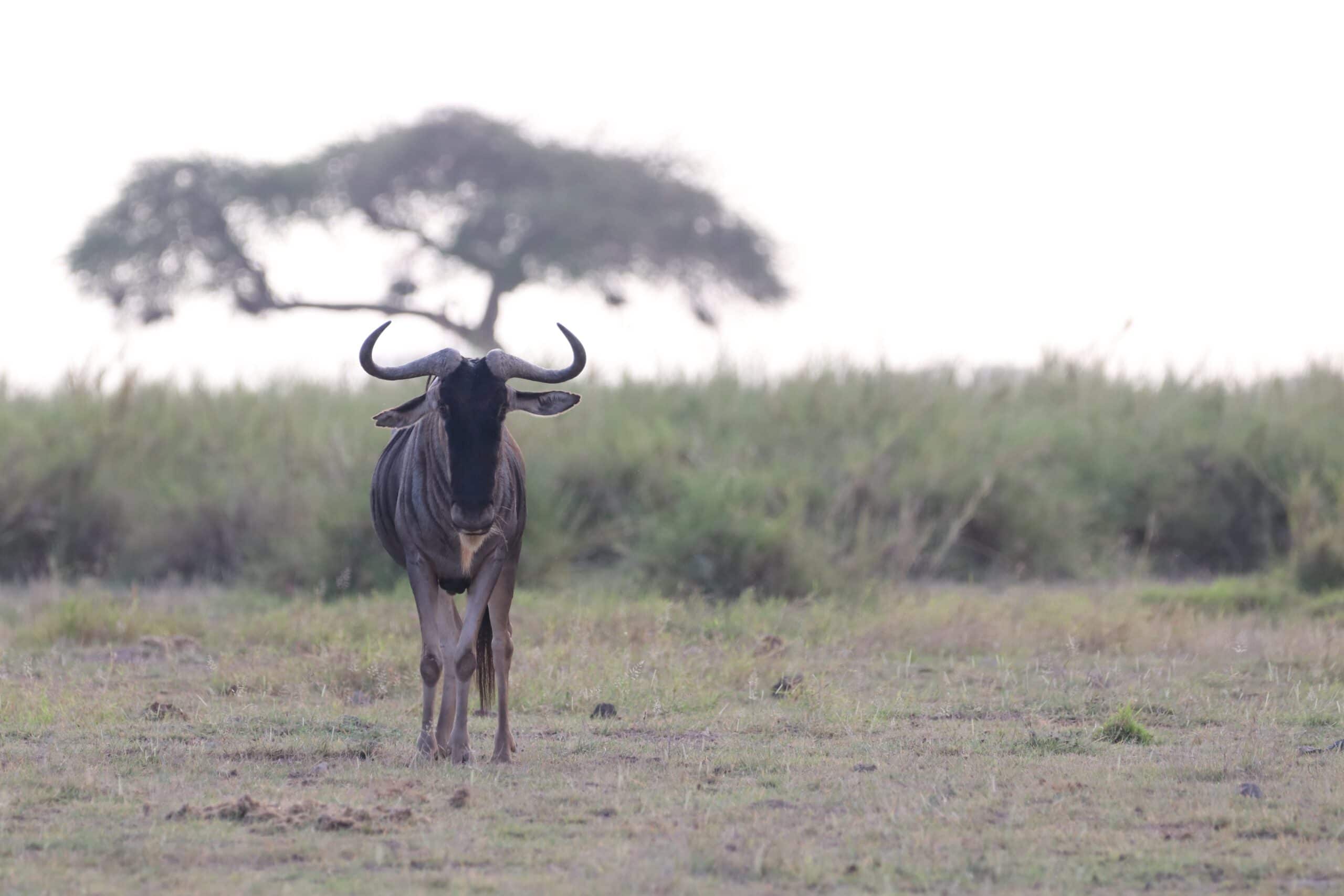 29.12.2020 – Amboseli Nationalpark und Mombasa Road Teil 2 – Highway to hell