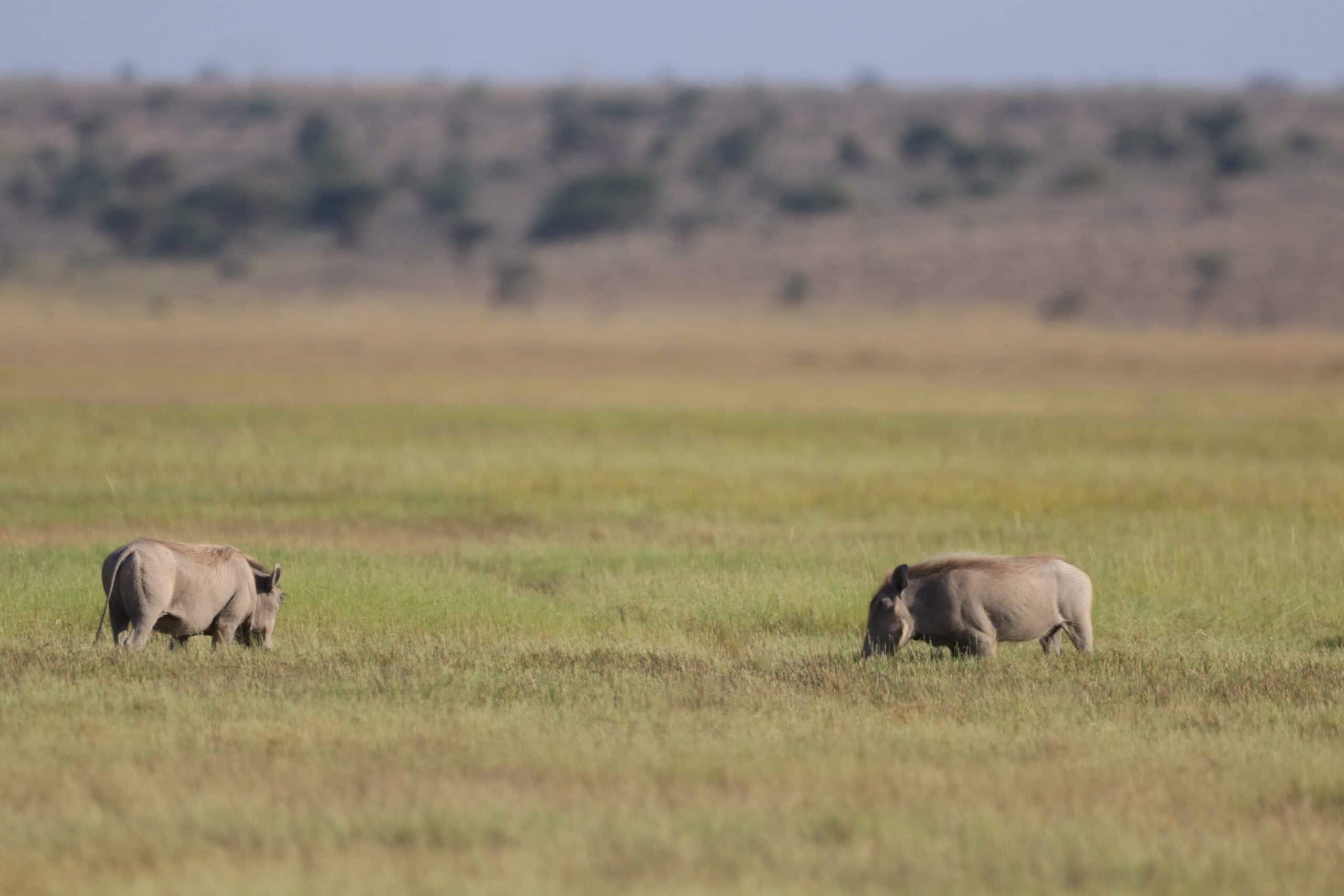 28.12.2020 – Tsavo West und Fahrt nach Amboseli Nationalpark – Weihnachtsgeld