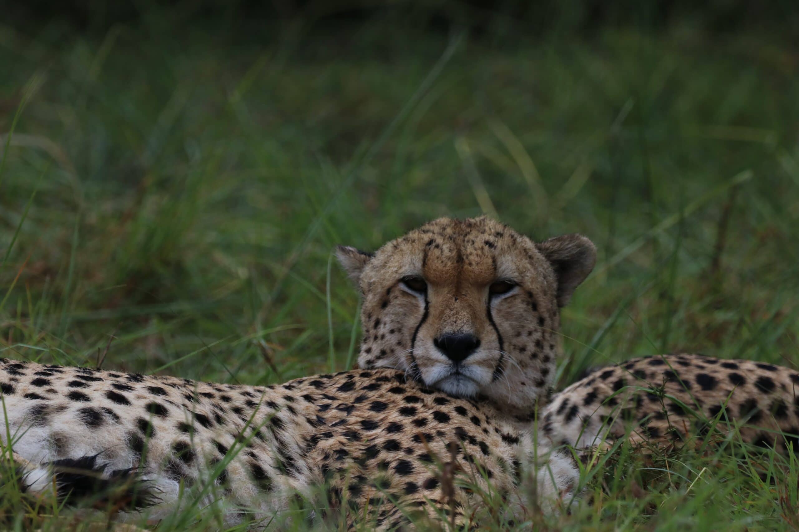 31.12.2020 – Masai Mara – Unter Katzen + Hinweis