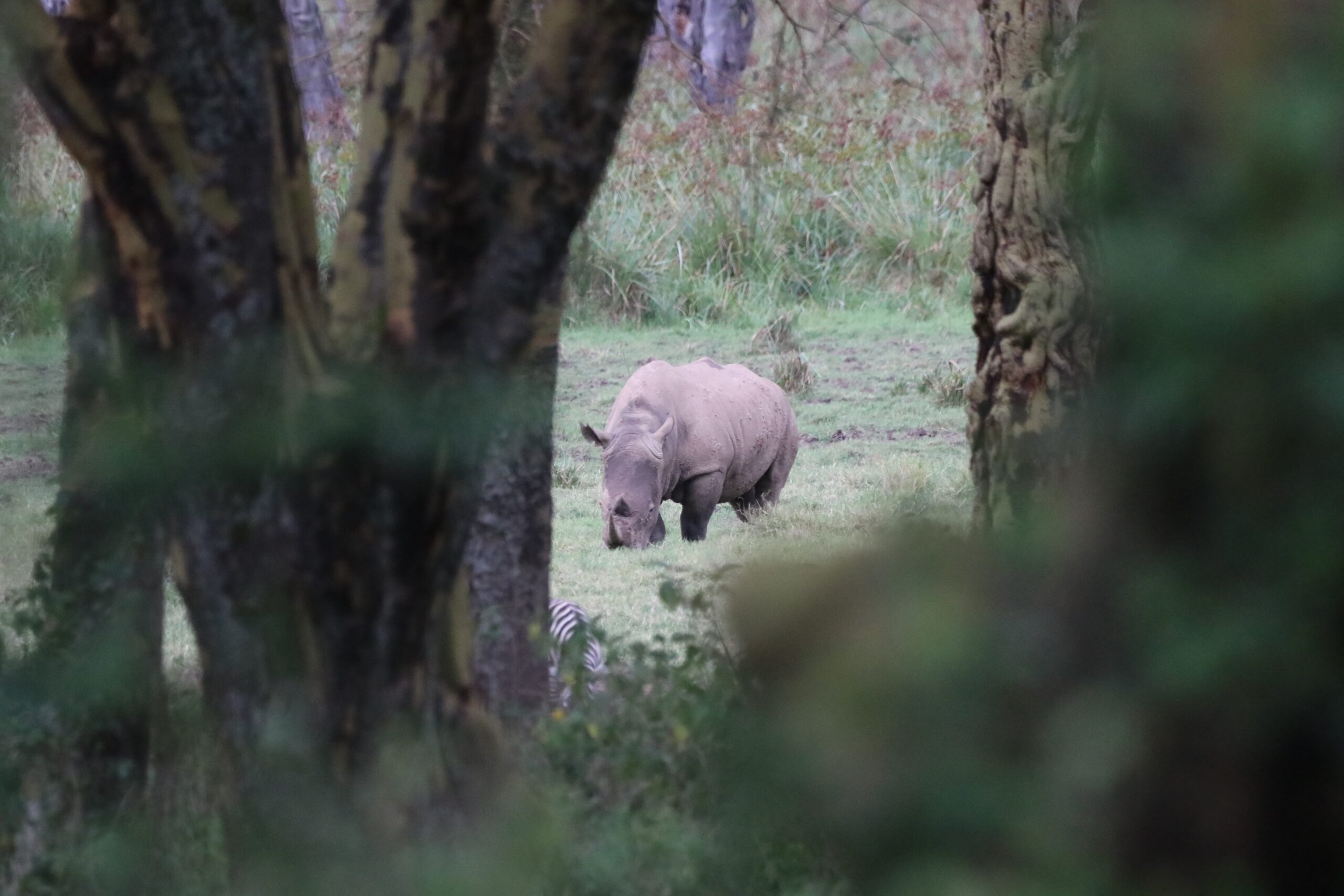 02.01.2021 – Lake Nakuru 2 – Achievement unlocked: The big five