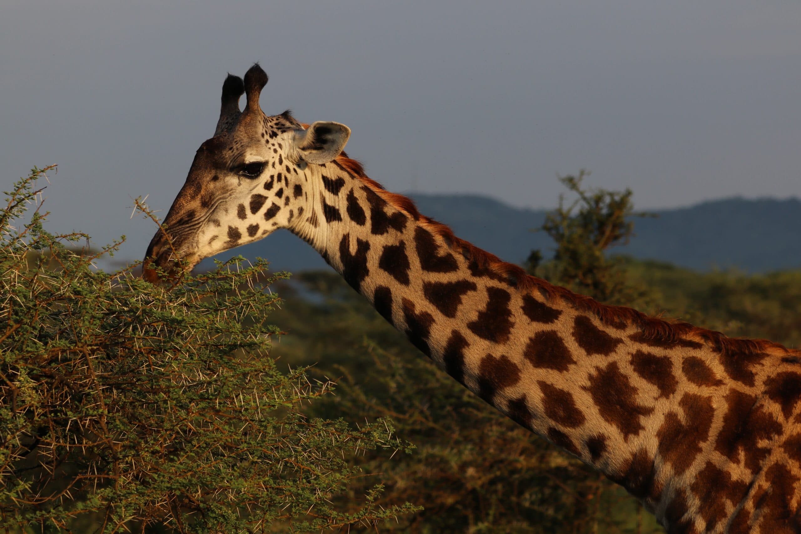 09.01.2021 bis 12.01.2021 – Arusha – Die 4-Tage-Safari